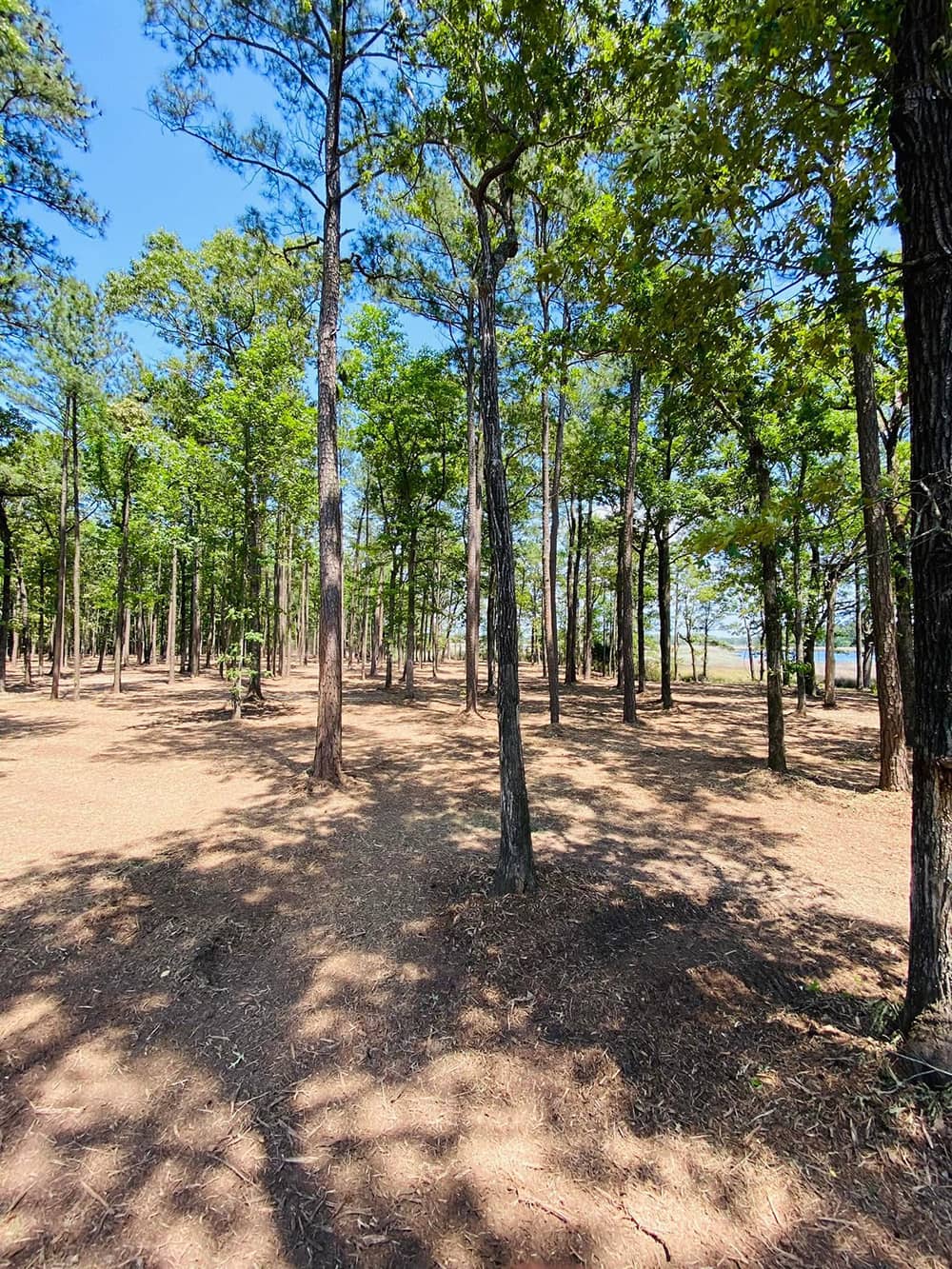 Forestry Mulching Services in Athens, TX