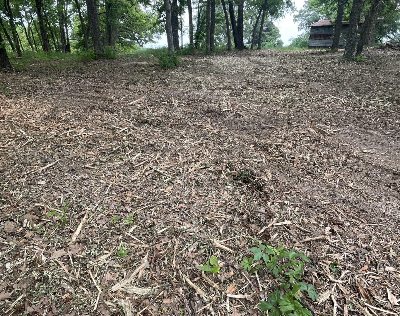 Wholistic Hills Land Management Forestry Mulching Picture