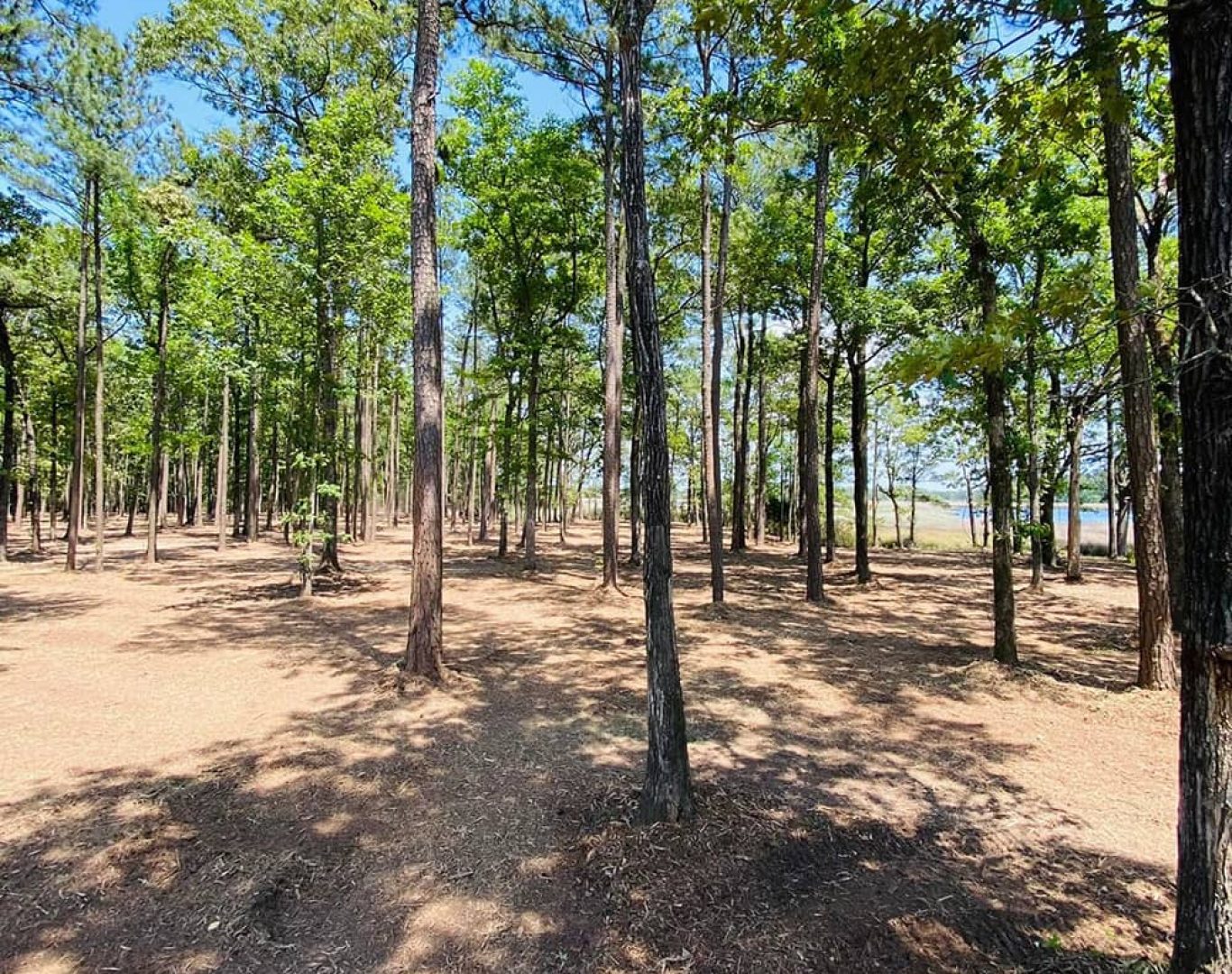 Forestry Mulching Near Me