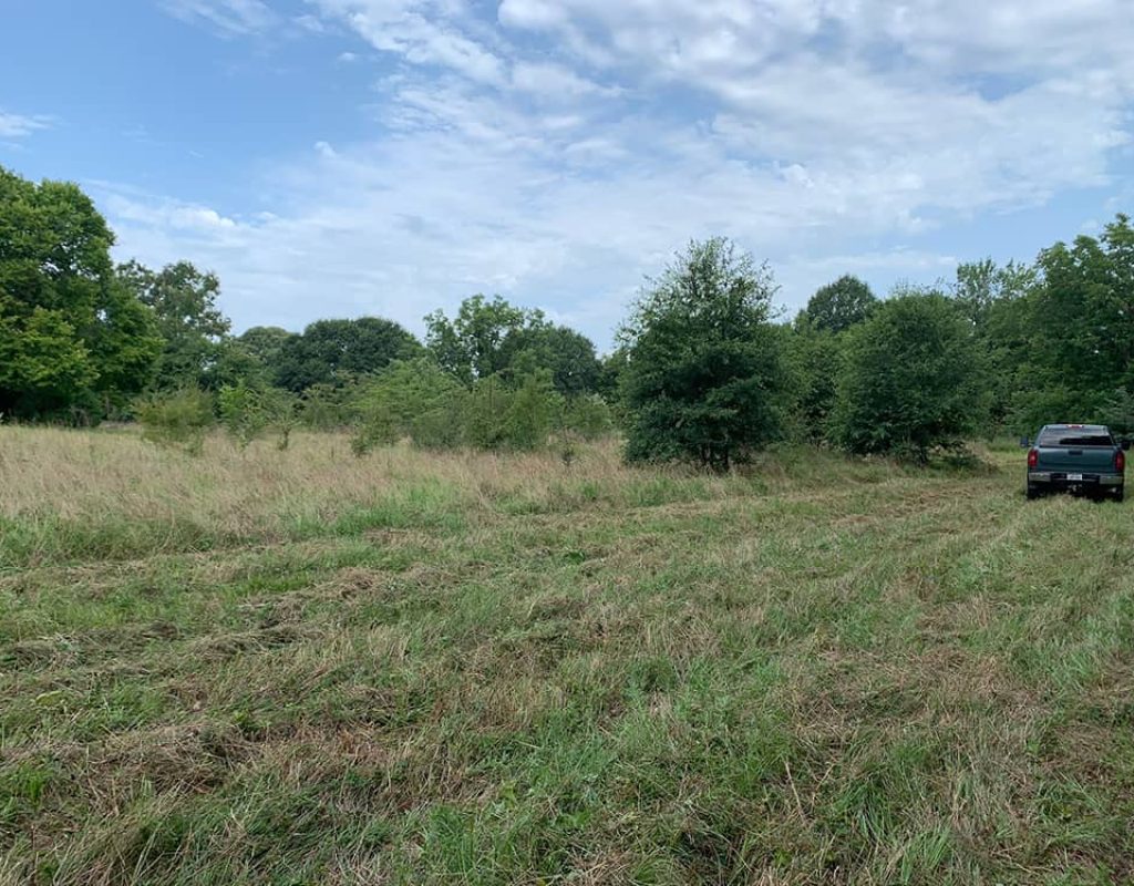 Brush Removal Near Me